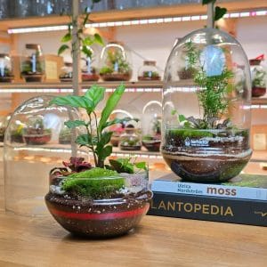 Lumen M biljni terarijum