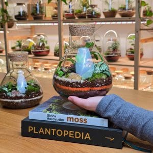 Vigo M biljni terarijum