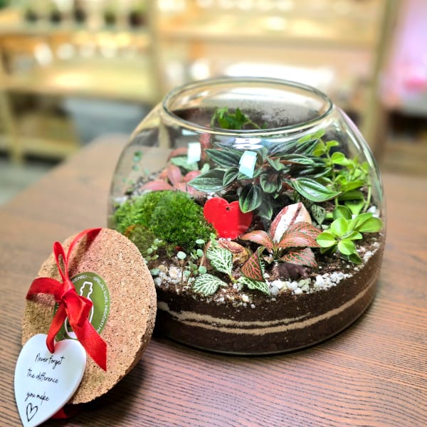biljni terarijum - newsletter 1x1 10 - Terrador