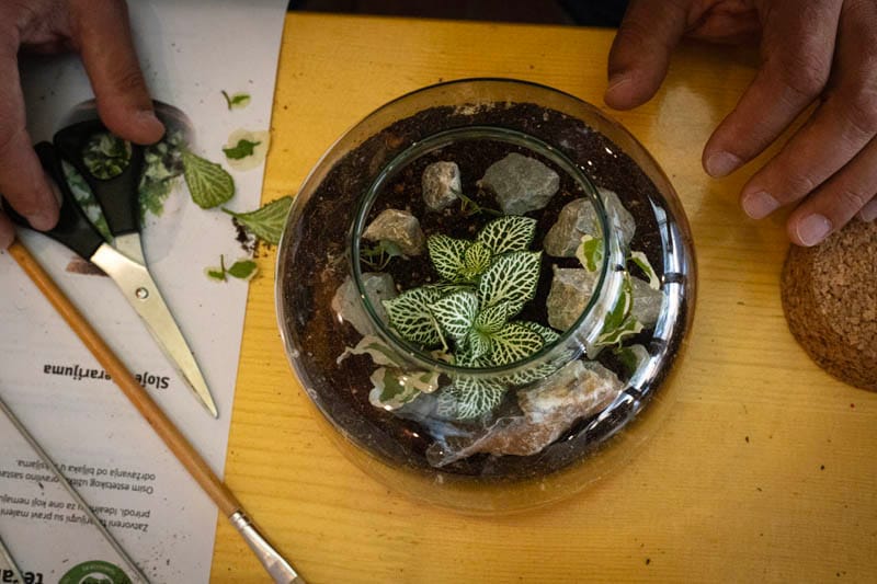 FedEx teambuilding: izveštaj sa terena - Terrador biljni terarijum - FedEx Terrador teambuilding 21 - Terrador