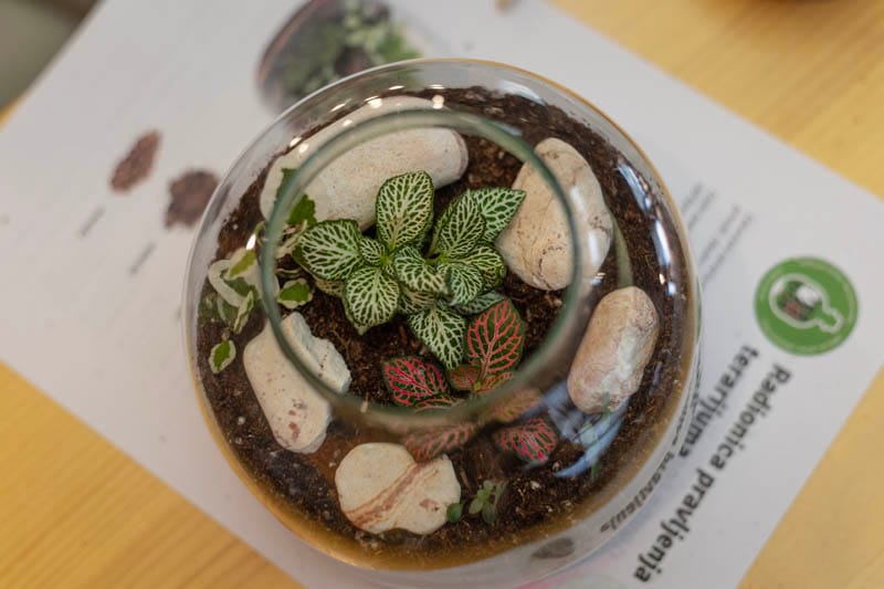 FedEx teambuilding: izveštaj sa terena - Terrador biljni terarijum - FedEx Terrador teambuilding 22 - Terrador