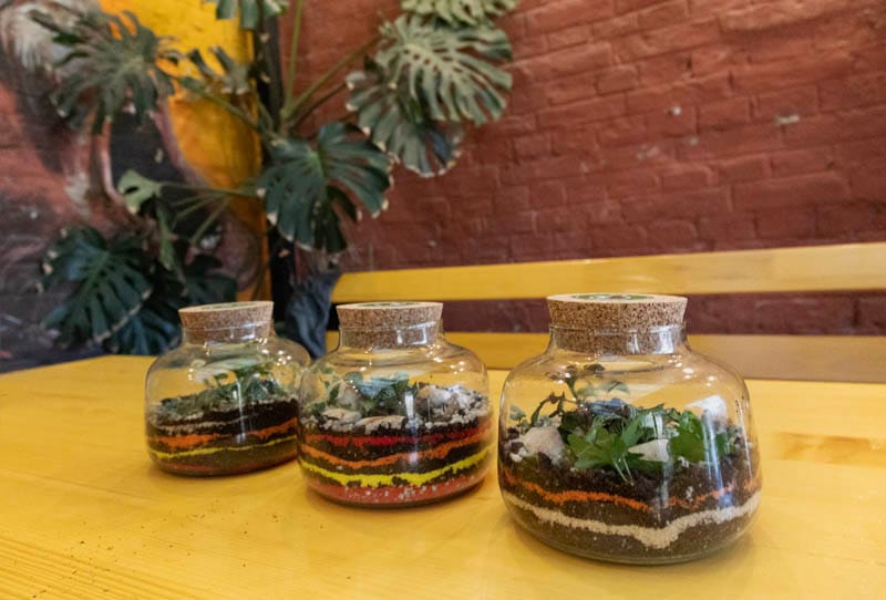 FedEx teambuilding: izveštaj sa terena - Terrador biljni terarijum - FedEx Terrador teambuilding 6 - Terrador