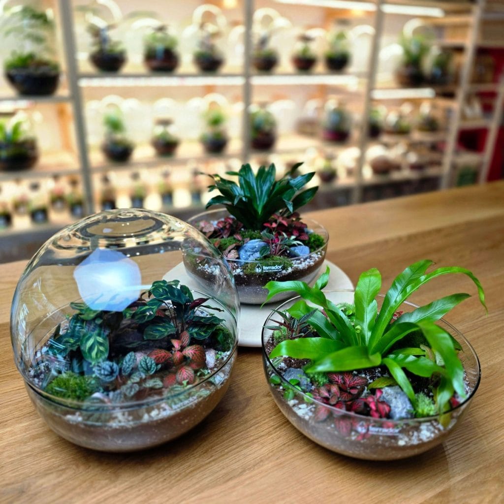 biljni terarijum - Nimbus L biljni terarijum 2 - Terrador