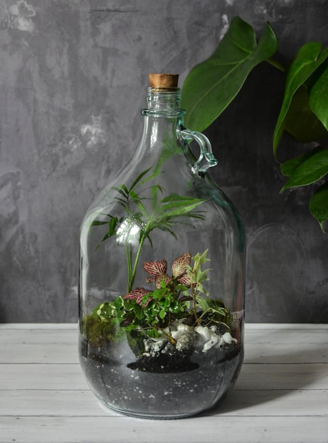 biljni terarijum - carboy terarijum primer - Terrador