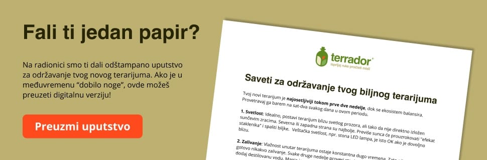 biljni terarijum - preuzmi uputstvo za odrzavanje biljnog terarijuma - Terrador