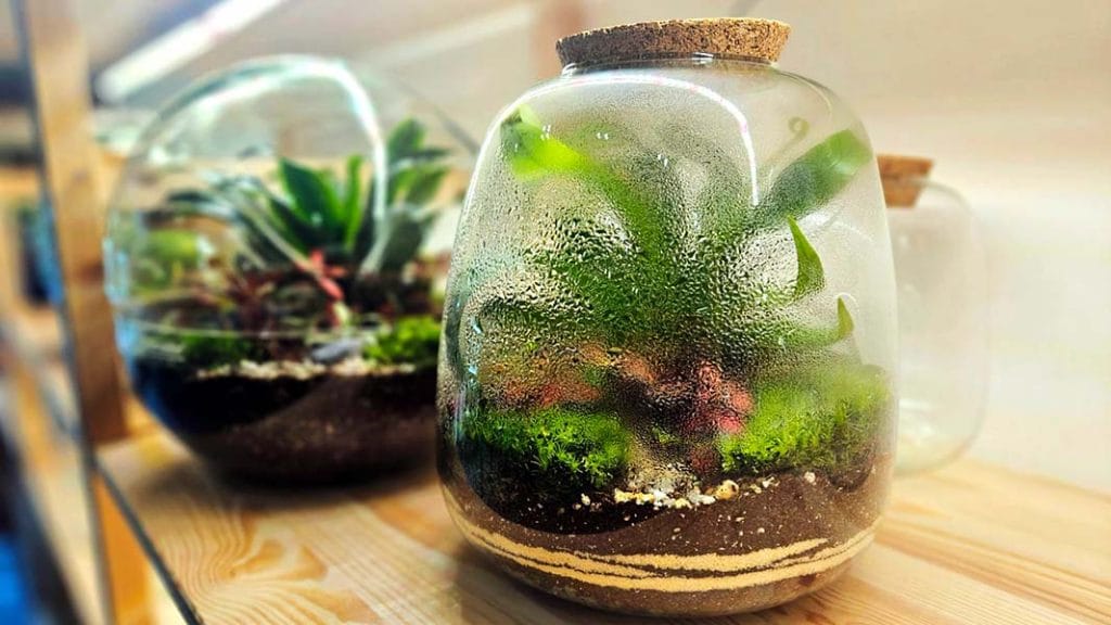 terrador blog 3 saveta za letnju negu tvog biljnog terarijuma