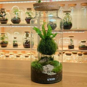 Alta XL kokedama