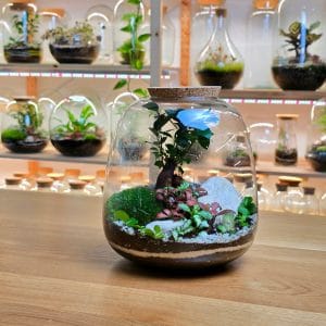 Bulb L Bonsai