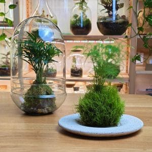 Radionica Kokedama 29.04.2026. od 19h Terrador Studio, Vojislava Nanovića 4