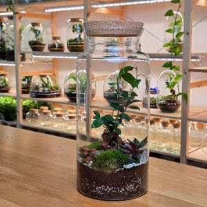 Alta XL Bonsai