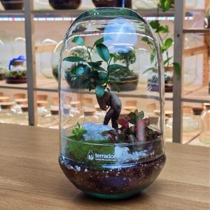 Lumen M Bonsai