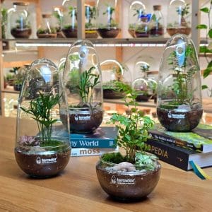 Lumia S biljni terarijum 1