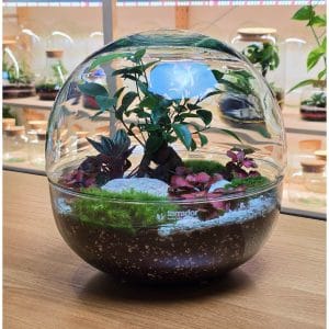 Nimbus L Bonsai