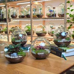 Nimbus S biljni terarijum 1