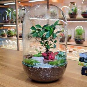 Easy Bonsai Terarijum Radionica 07.05.2026. od 19h Terrador Studio