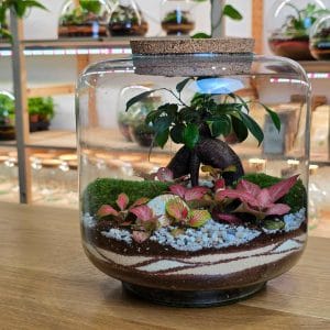 Batur L Bonsai